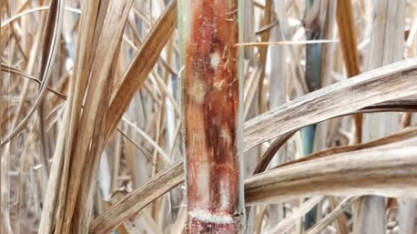 Produtor rural, consultor e presidente da CANAROEIRA, João Ulisses de Andrade será um dos palestrantes do I Simpósio Nacional da Síndrome da Murcha da Cana-de-Açúcar