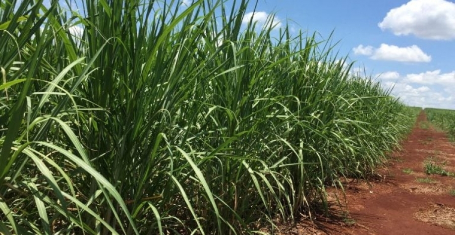 Canavial em Jacarezinho. Reuters