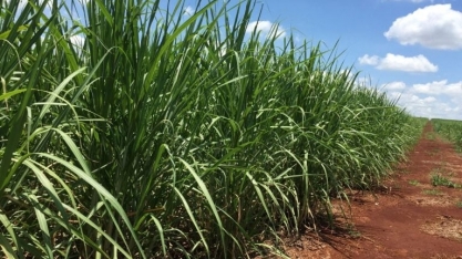 OIA prevê déficit global de açúcar menor em 2025/26