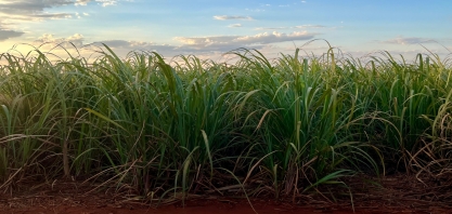 Moagem de cana atinge 47,63 milhões de toneladas na primeira quinzena de agosto