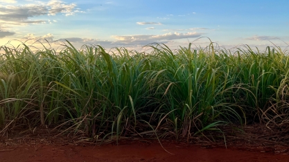 Moagem de cana atinge 47,63 milhões de toneladas na primeira quinzena de agosto