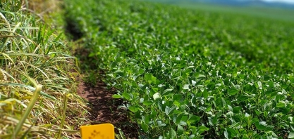 Embrapa afina modelo para prever produtividade agrícola com satélites