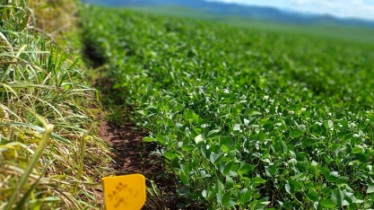 Embrapa afina modelo para prever produtividade agrícola com satélites
