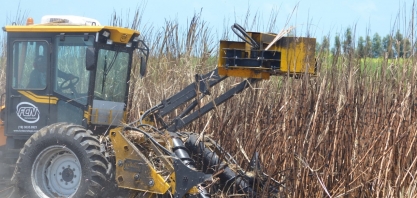 Usinas estimam crescimento de 1,8% na safra de cana 25/26 em Alagoas
