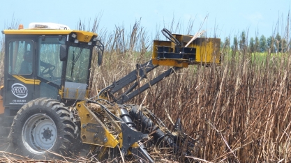 Usinas estimam crescimento de 1,8% na safra de cana 25/26 em Alagoas