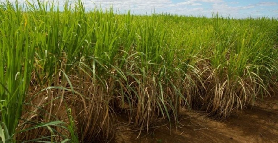 Foto: Wenderson Araujo-Trilux/CNA