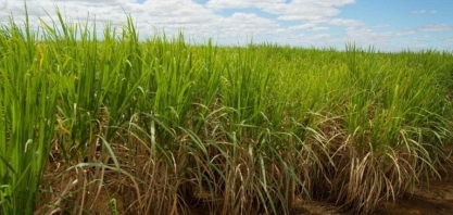 Açúcar: Centro-Sul supera expectativas e produz 3,6 milhões de toneladas na 1ª quinzena