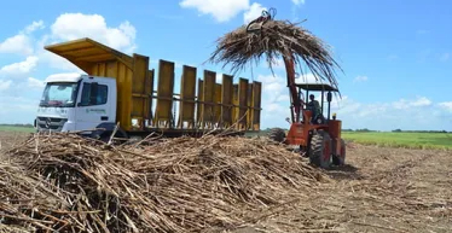 Carregamento de cana em Alagoas. - Foto: Edivaldo Junior