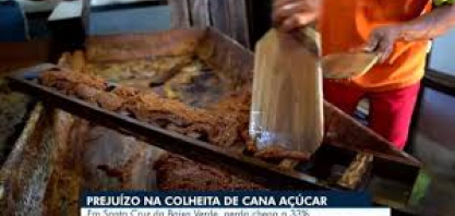 Colheita de cana de açúcar não tem bons resultados no Sertão