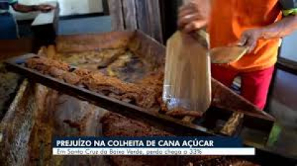 Colheita de cana de açúcar não tem bons resultados no Sertão