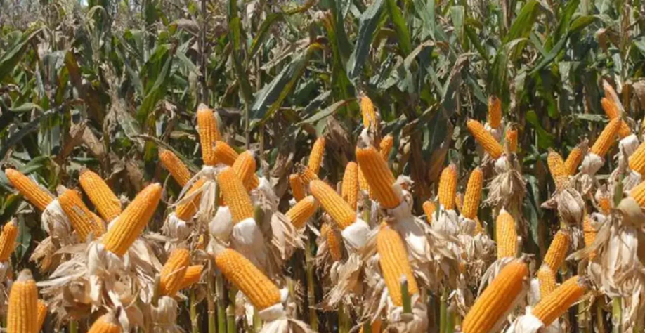 Créditos: Elza Fiúza/Agência Brasil