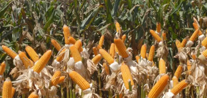 Brasil conta com a maior empresa produtora de etanol de milho do mundo