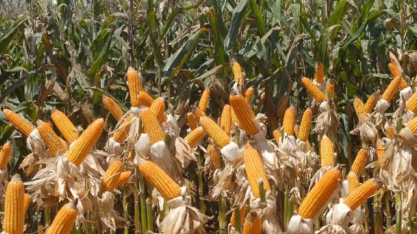 Brasil conta com a maior empresa produtora de etanol de milho do mundo