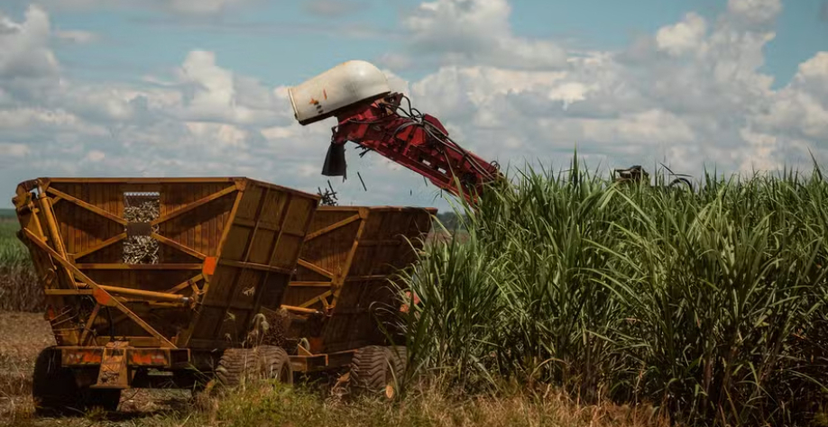 Volume de cana moído cresceu 6,6% na comparação anual, para 35,1 milhões de toneladas — Foto: Wenderson Araújo/CNA