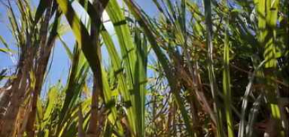 A safra da cana em SP está na reta final