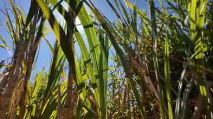 A safra da cana em SP está na reta final