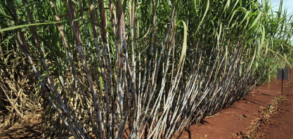 Variedades responsivas à irrigação – o elo entre genética e manejo