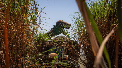 Preço do etanol hidratado volta a subir, enquanto açúcar segue em queda