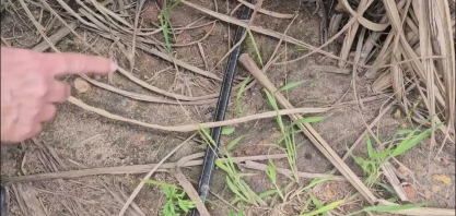 Na Japungu, 1/3 da área própria colhida de cana com gotejo representa 50% da cana própria