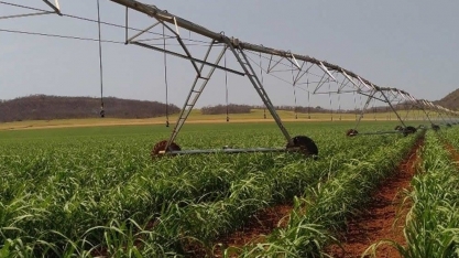 Na irrigação, monitoramento é tão necessário quanto a água