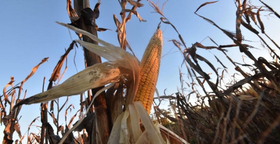 A safrinha de milho registrou dois ciclos seguidos com mais de 14 milhões de toneladas colhidas - Gerson Oliveira