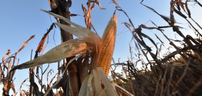 MS aposta no etanol de milho e prevê produção igual à da cana em dois anos