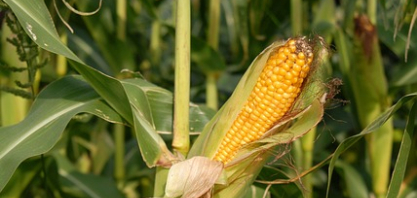 Novo centro de pesquisa em etanol mira expansão do milho em São Paulo