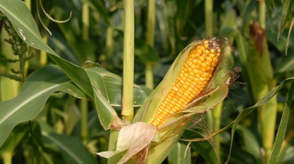 Novo centro de pesquisa em etanol mira expansão do milho em São Paulo