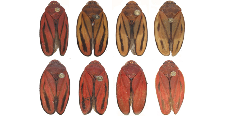 Acima, exemplares da nova espécie de cigarrinha-da-cana; abaixo, de M. fimbriolata: sem a genética, diferenciação só é possível analisando a genitália do macho (foto: Andressa Paladini/UFPR)