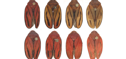 Descoberta de nova espécie de praga da cana-de-açúcar pode reduzir prejuízos