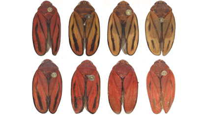 Descoberta de nova espécie de praga da cana-de-açúcar pode reduzir prejuízos