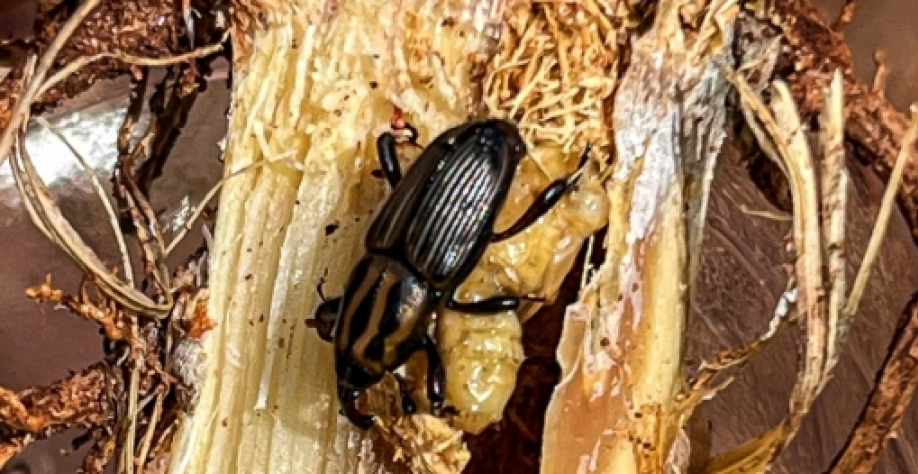 Segundo a pesquisadora, não é possível reduzir a população de Sphenophorus na soca, mesmo com duas ou três aplicações de inseticidas químicos e/ou biológicos. Foto: Divulgação ADAMA