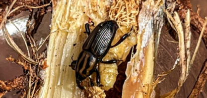 Redução das populações de Sphenophorus levis não está na soqueira, mas nas operações de pré-plantio