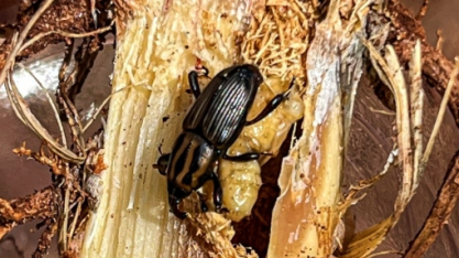 Redução das populações de Sphenophorus levis não está na soqueira, mas nas operações de pré-plantio