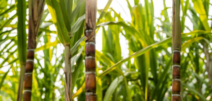 Cana-de-açúcar impulsiona o desenvolvimento de Uberaba e região