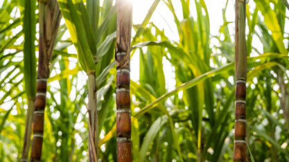 Cana-de-açúcar impulsiona o desenvolvimento de Uberaba e região