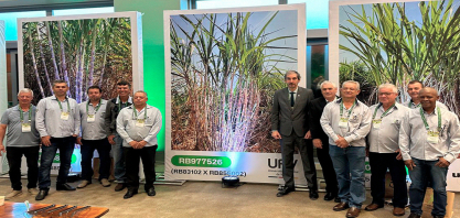 UFV disponibiliza novas variedades de cana-de-açúcar para setor sucroenergético brasileiro