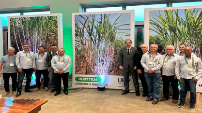 UFV disponibiliza novas variedades de cana-de-açúcar para setor sucroenergético brasileiro
