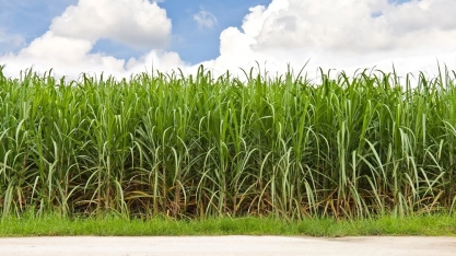 SCA Brasil projeta recuperação da produção de cana na safra 2026-2027