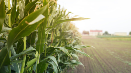 Luiz Carlos Corrêa Carvalho defende integração entre cana e milho como eixo da nova bioeconomia