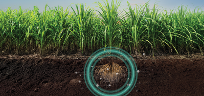 Quartzo®: o bionematicida preferido dos produtores de cana do Brasil