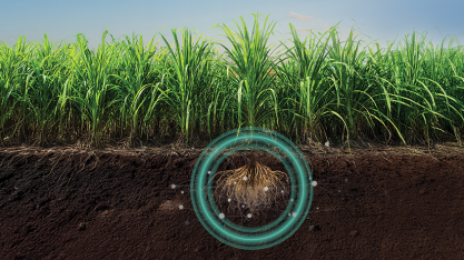 Quartzo®: o bionematicida preferido dos produtores de cana do Brasil