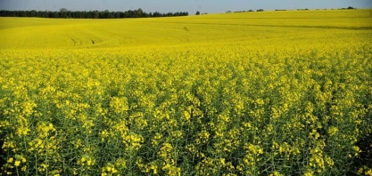 Indústrias de biodiesel fomentam avanço do plantio de canola no RS