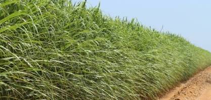 Na Japungu, cana com sete meses e irrigada por gotejo e cana com 11 meses que só recebeu vinhaça