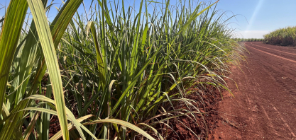 Moagem no Centro-Sul atinge 490,93 milhões de toneladas de cana