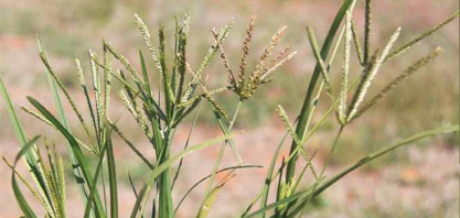 Capim-pé-de-galinha desafia cotonicultores com redução de até 50% da produção da lavoura