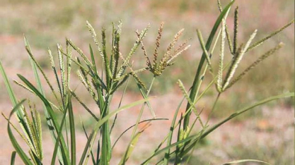Capim-pé-de-galinha desafia cotonicultores com redução de até 50% da produção da lavoura