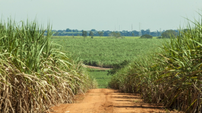 Abag promoverá ações na COP30 para reforçar o posicionamento do agronegócio como uma das soluções para as mudanças climáticas