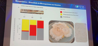 Identificação do agente causal da Murcha da Cana abre caminho para novas estratégias de manejo