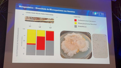 Identificação do agente causal da Murcha da Cana abre caminho para novas estratégias de manejo